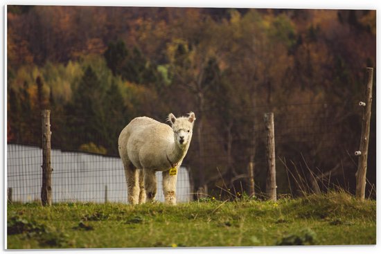 WallClassics - PVC Schuimplaat- Alpaca in de Wei - 60x40 cm Foto op PVC Schuimplaat