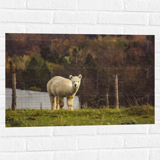 WallClassics - Muursticker - Alpaca in de Wei - 75x50 cm Foto op Muursticker