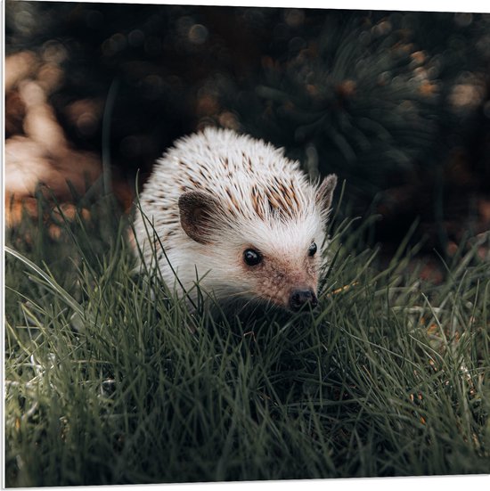 WallClassics - PVC Schuimplaat - Witte Egel in het Gras - 80x80 cm Foto op PVC Schuimplaat (Met Ophangsysteem)