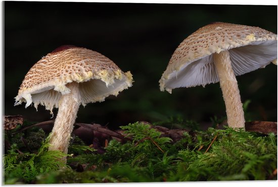 WallClassics - Acrylglas - Twee Paddestoelen in het Bos - 75x50 cm Foto op Acrylglas (Wanddecoratie op Acrylaat)