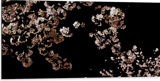 WallClassics - Dibond - Wit met Roze Bloementjes met Zwarte Achtergrond - 100x50 cm Foto op Aluminium (Met Ophangsysteem)