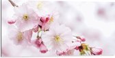 WallClassics - Dibond - Roze Cherry Bloemen - 100x50 cm Foto op Aluminium (Met Ophangsysteem)