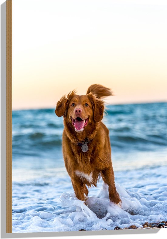 WallClassics - Hout - Vrolijke Hond op het Strand - 50x75 cm - 12 mm dik - Foto op Hout (Met Ophangsysteem)