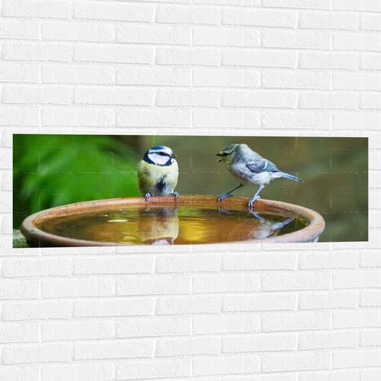 WallClassics - Muursticker - Vogeltjes Fluitend bij een Drinkbak - 120x40 cm Foto op Muursticker