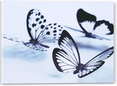 WallClassics - Acrylglas - Zwarte Vlinders op Witte Achtergrond - 40x30 cm Foto op Acrylglas (Met Ophangsysteem)