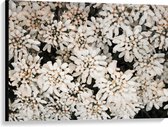 WallClassics - Canvas  - Struik met Witte Bloemetjes - 100x75 cm Foto op Canvas Schilderij (Wanddecoratie op Canvas)