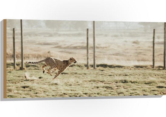 WallClassics - Hout - Jacht Luipaard voor een Hek - 100x50 cm - 12 mm dik - Foto op Hout (Met Ophangsysteem)