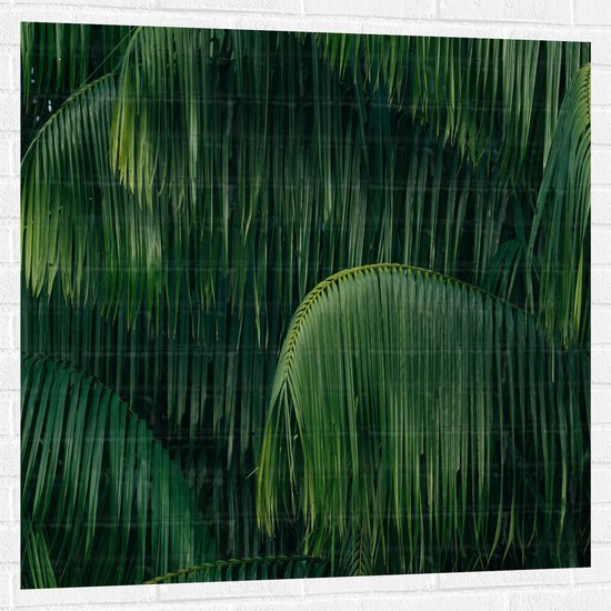 WallClassics - Muursticker - Groene Plant met Lange Bladeren - 100x100 cm Foto op Muursticker