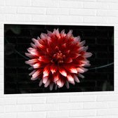 WallClassics - Muursticker - Roze met Rode Bloem - 105x70 cm Foto op Muursticker