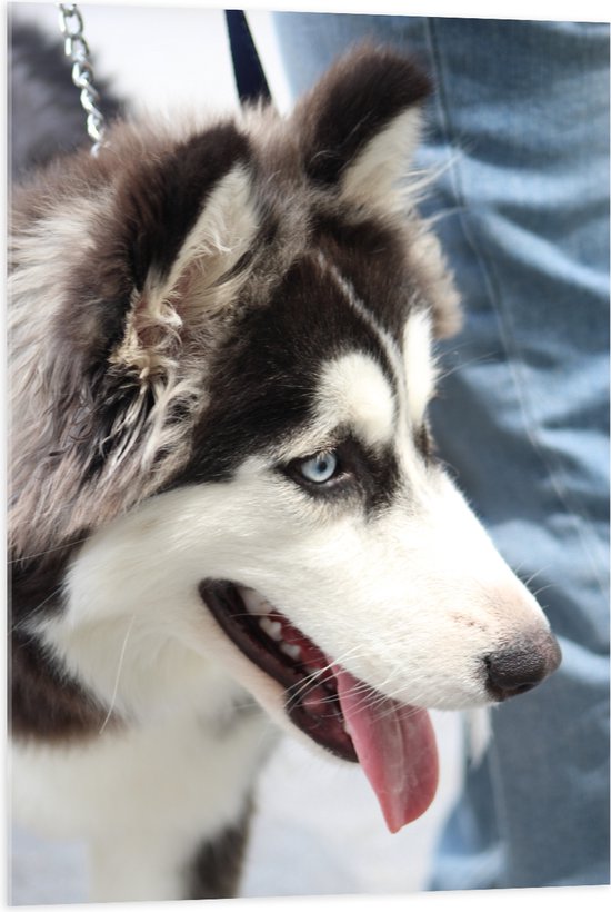 WallClassics - Acrylglas - Zwart met Witte Siberische Husky - 70x105 cm Foto op Acrylglas (Wanddecoratie op Acrylaat)