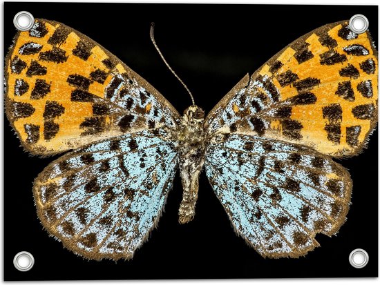 WallClassics - Tuinposter – Apodemia Vlinder met Zwarte Achtergrond - 40x30 cm Foto op Tuinposter  (wanddecoratie voor buiten en binnen)