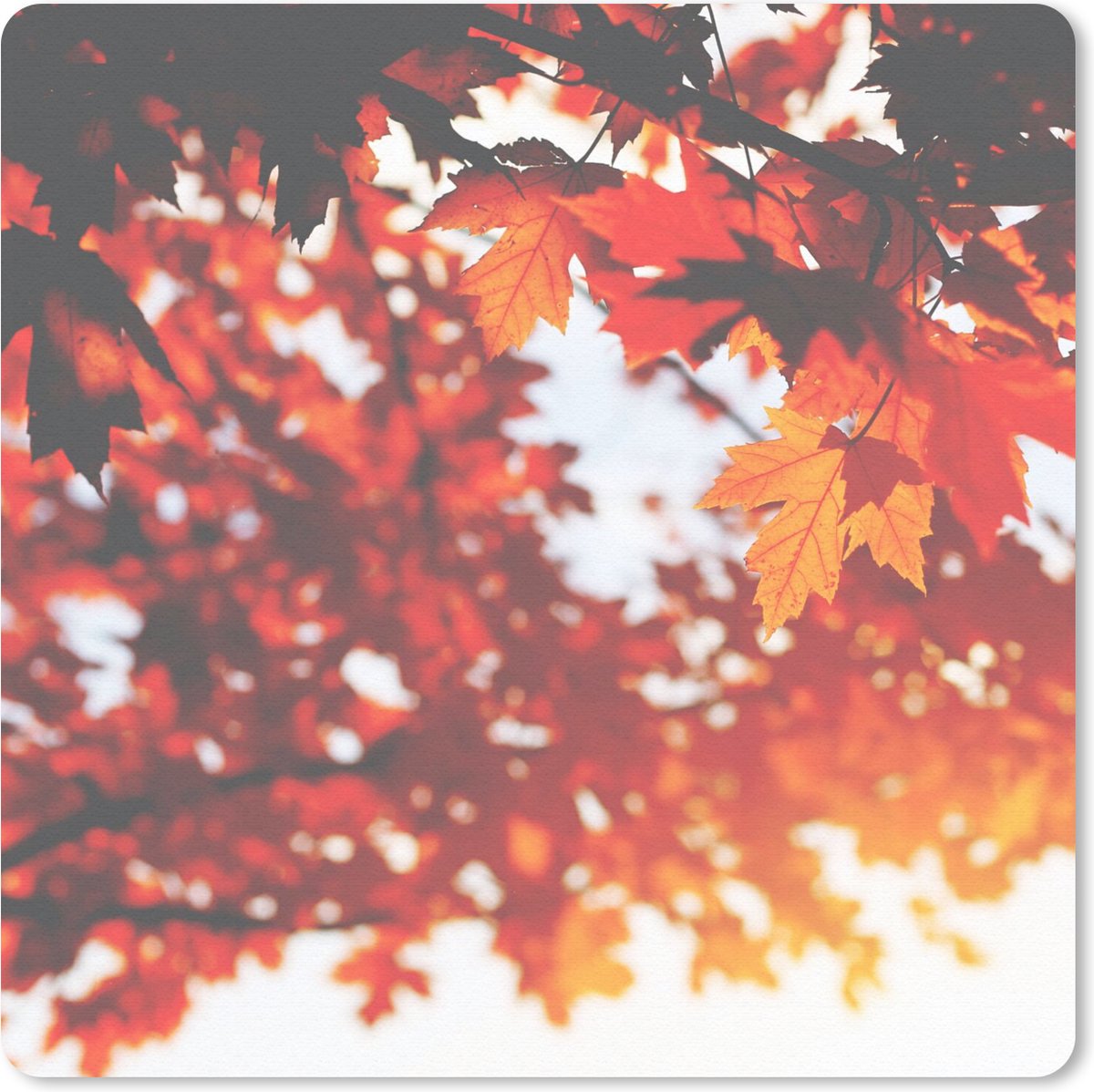 Muismat 20x20 cm - Mousepad Herfstbladeren - Landelijke decoratie - Zon - Muismatten