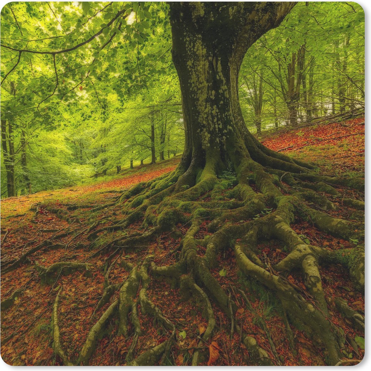 Muismat - Mousepad - Boom - Bos - Herfstbladeren - 30x30 cm - Muismatten