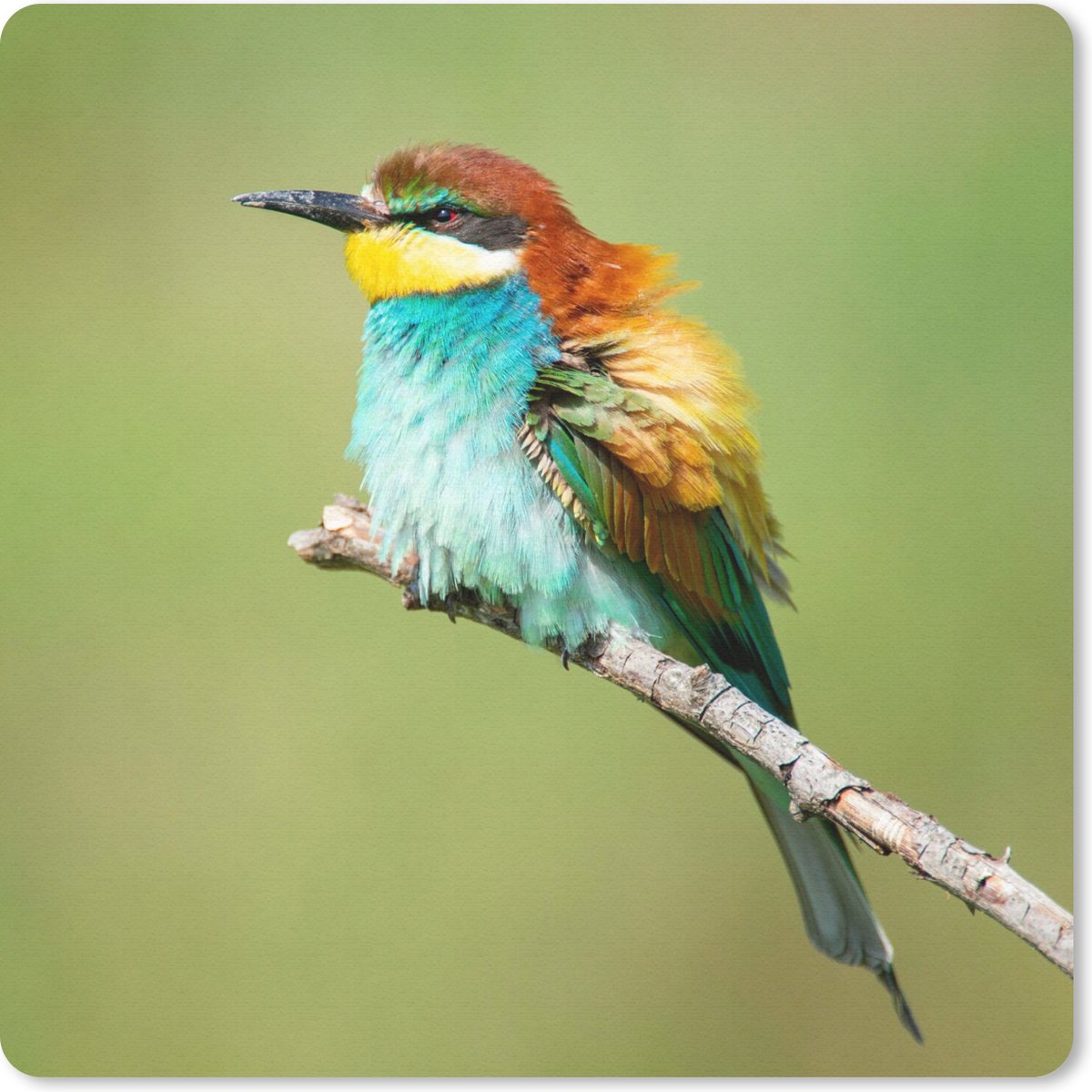 Muismat 30x30 cm - Mousepad Vogel - Dieren - Bijeneter - Muismatten