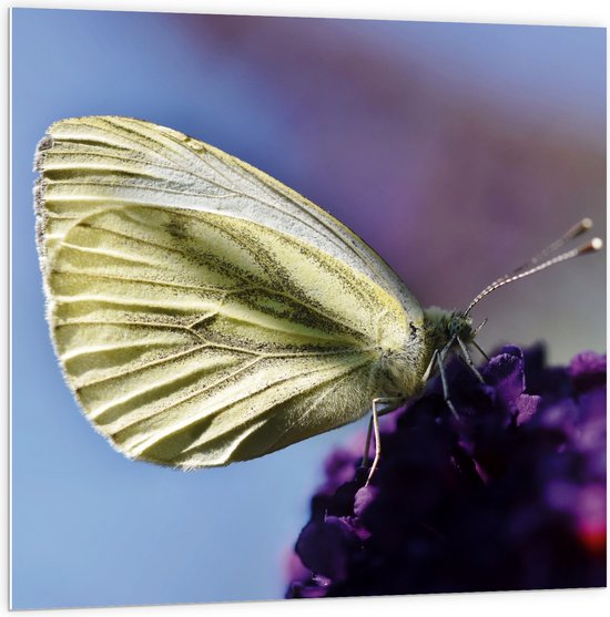 WallClassics - PVC Schuimplaat- Witte Vlinder op Paarse Bloem - 100x100 cm Foto op PVC Schuimplaat