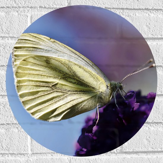 WallClassics - Muursticker Cirkel - Witte Vlinder op Paarse Bloem - 40x40 cm Foto op Muursticker