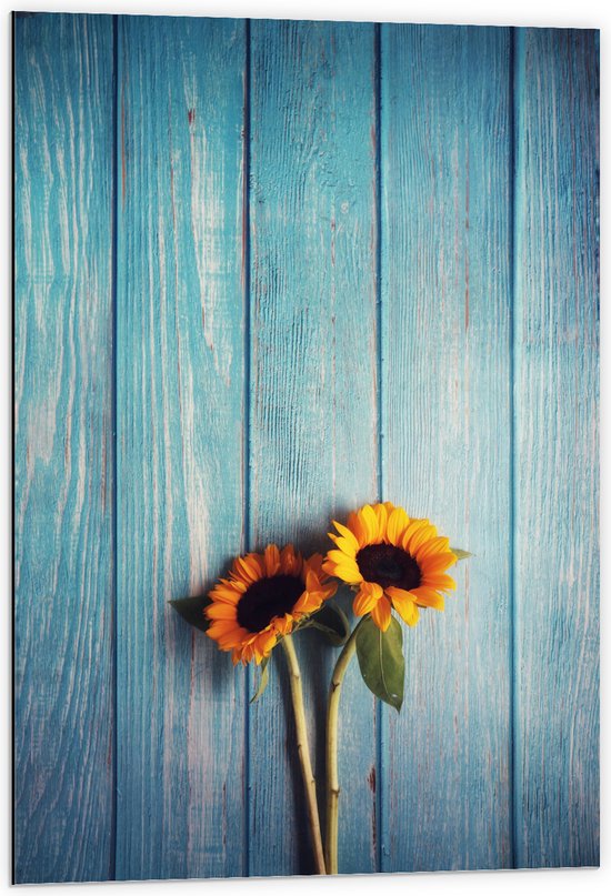 WallClassics - Dibond - Zonnebloemen met Blauwe Schutting - 60x90 cm Foto op Aluminium (Wanddecoratie van metaal)