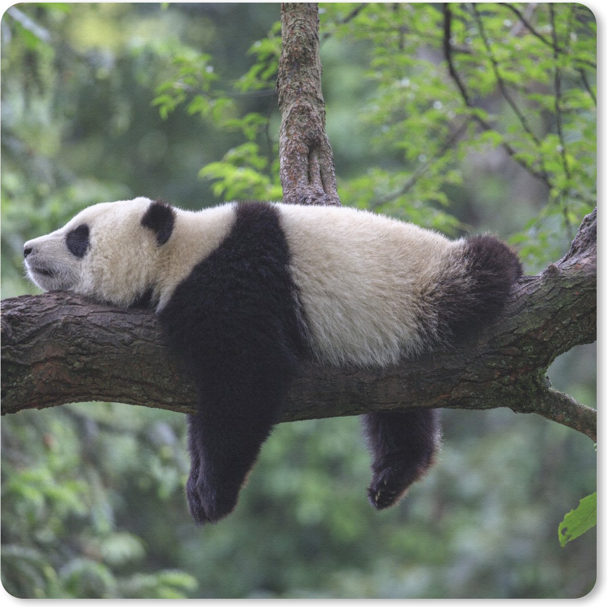 Muismat 30x30 cm - Mousepad Panda - Boom - Dieren - Natuur - Muismatten