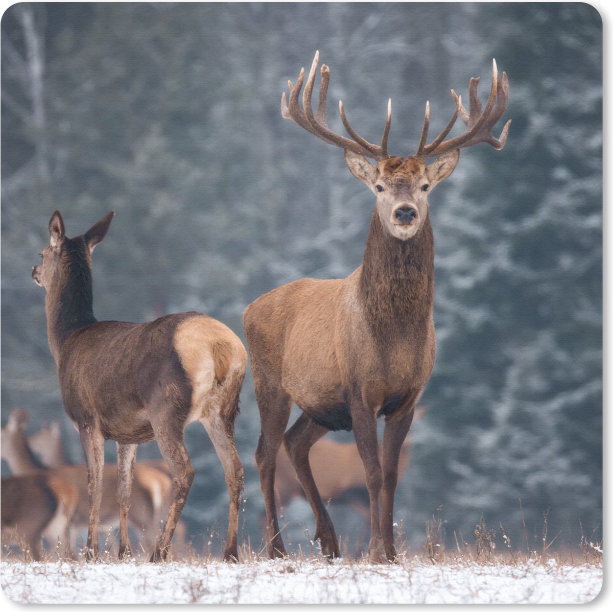 Muismat 30x30 cm - Mousepad Bosdieren - Hert - Landschap - Winter - Sneeuw - Natuur - Muismatten