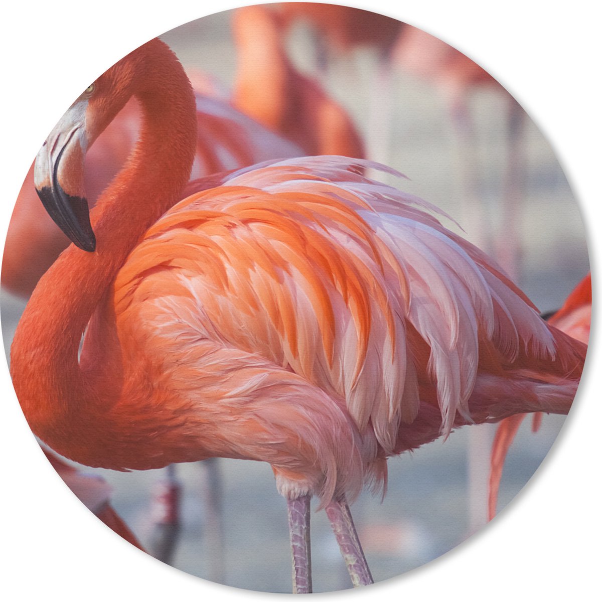 Muismat - Mousepad - Rond - Flamingo - Vogel - Dieren - Roze - 50x50 cm - Ronde muismat