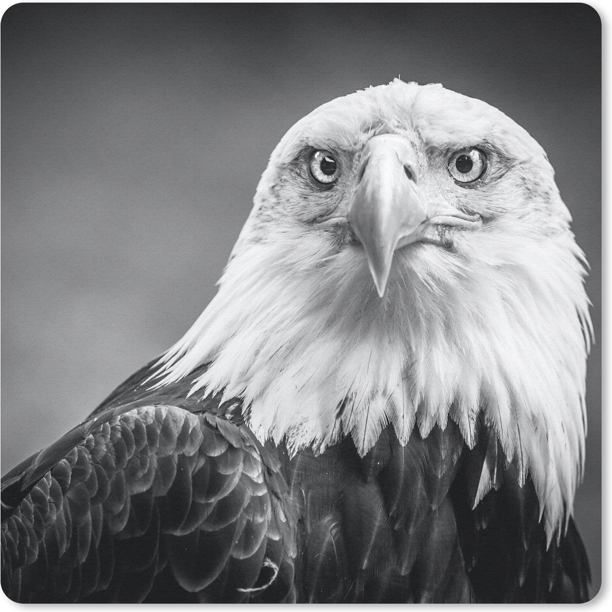 Muismat 30x30 cm - Mousepad Arend - Roofvogel - Zwart - Wit - Dieren - Muismatten
