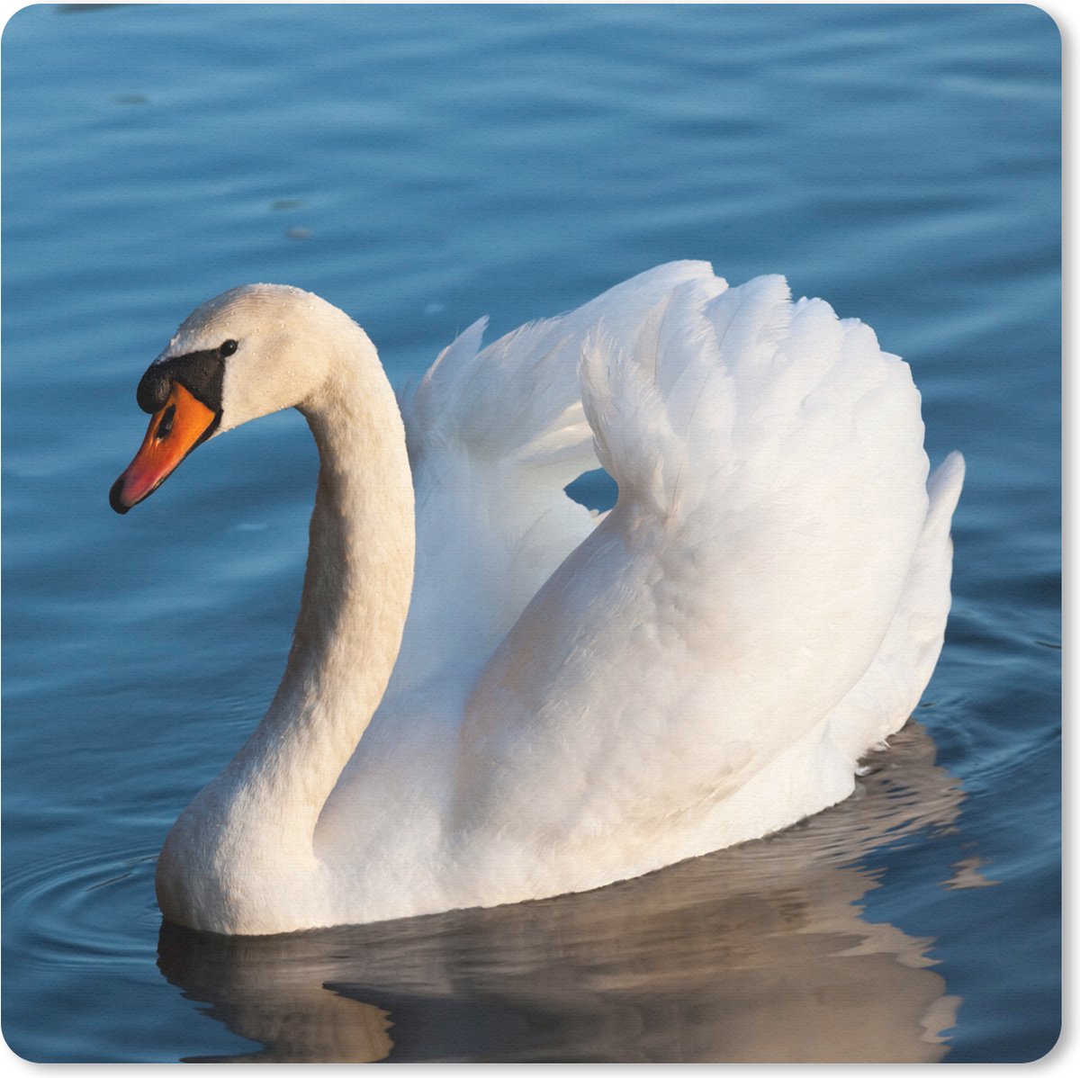 Muismat 20x20 cm - Mousepad Zwaan - Water - Vogel - Wit - Muismatten