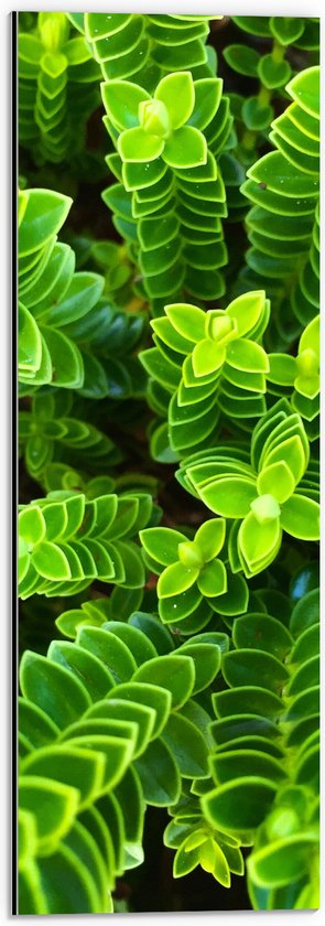 WallClassics - Dibond - Belles Plantes Vertes d'En Haut - Photo 20x60 cm sur Aluminium (Avec Système d'accrochage)