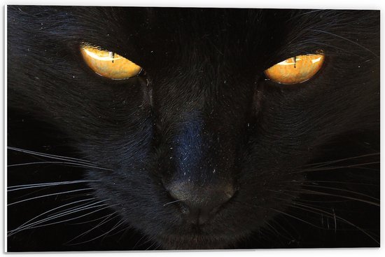 WallClassics - PVC Schuimplaat - Zwarte Kat Kijkt Boos - 60x40 cm Foto op PVC Schuimplaat (Met Ophangsysteem)