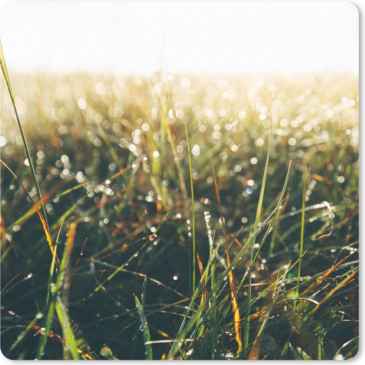 Muismat 30x30 cm - Mousepad Grasveld - Pampasgras - Gras - Muismatten