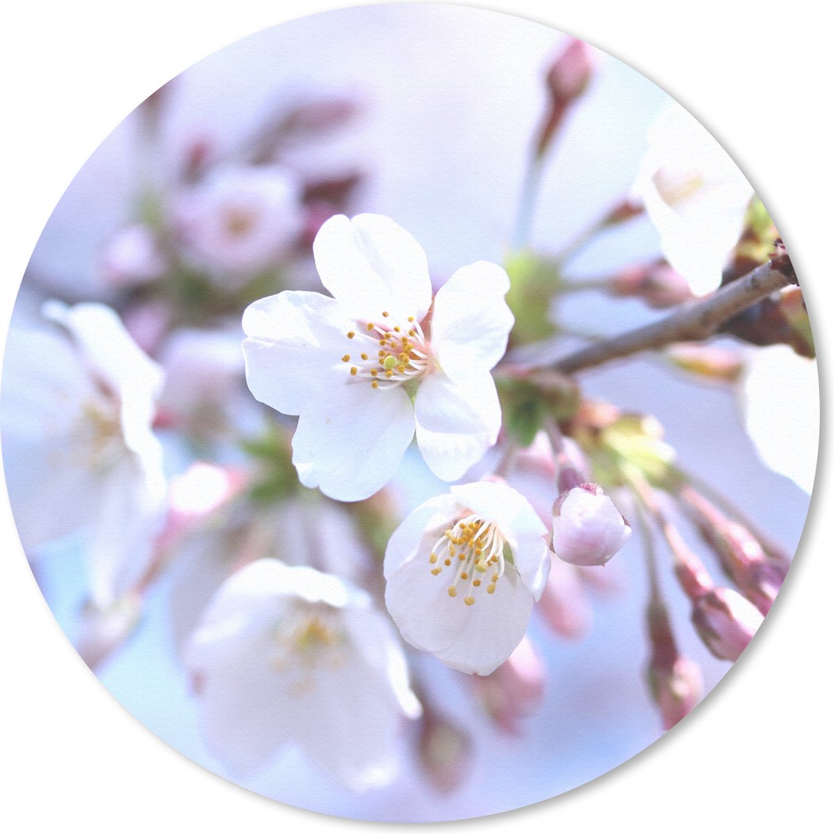Muismat rond 50x50 cm - Mousepad Bloemen - Sakura - Tak - Ronde muismatten