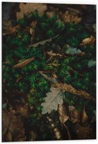 WallClassics - Dibond - Feuilles d'Automne en Vert Mousse - 60x90 cm Photo sur Aluminium (Décoration murale en métal)
