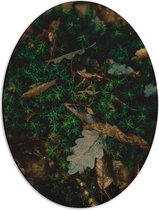 WallClassics - Dibond Ovaal - Herfstbladeren in Groen Mos - 42x56 cm Foto op Ovaal (Met Ophangsysteem)