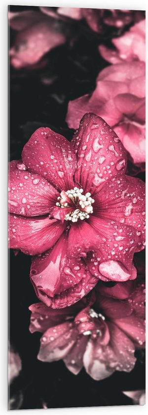 WallClassics - Acrylglas - Waterdruppels op Roze Bloemen - 40x120 cm Foto op Acrylglas (Met Ophangsysteem)