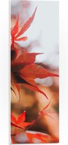 WallClassics - PVC Schuimplaat - Close up van Rode Herfstbladeren - 20x60 cm Foto op PVC Schuimplaat (Met Ophangsysteem)