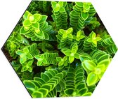 WallClassics - Dibond Hexagon - Leuke Groene Plantjes van Boven - 50x43.5 cm Foto op Hexagon (Met Ophangsysteem)