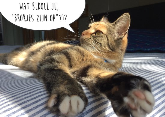 Grappige kattenkaarten - set van 8 verschillende ansichtkaarten ...