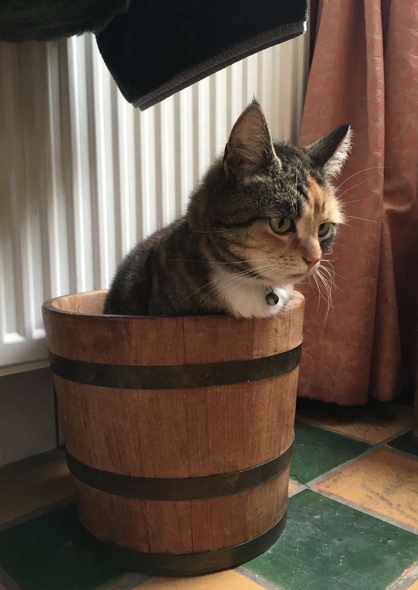 Twee katten introduceren? Check dit stappenplan! - De