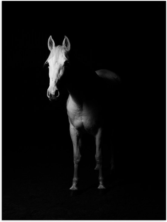 WallClassics - Poster (Mat) - Schuw Wit Paard in het Donker - 30x40 cm Foto op Posterpapier met een Matte look