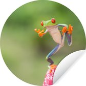 Grenouille macaque aux yeux rouges au Costa Rica Sticker mural cercle mural 50x50 cm / cercle papier peint / cercle mural / cercle vivant - auto-adhésif et coupe ronde