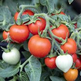 Tomaten zaden - Pottomaat Baby