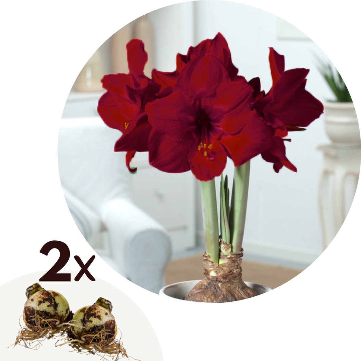 Plant In A Box - Amaryllis - Hippeastrum 'Duo Scintillant