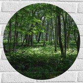 WallClassics - Muursticker Cirkel - Verschillende Groene Bomen in Bos - 50x50 cm Foto op Muursticker