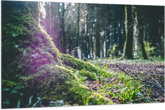 WallClassics - Vlag - Boomstronk met Mos in het Bos - 150x100 cm Foto op Polyester Vlag