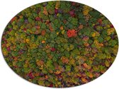 WallClassics - Dibond Ovaal - Rood Groen en Gele Bomen in het Bos vanuit de Lucht - 96x72 cm Foto op Ovaal (Met Ophangsysteem)