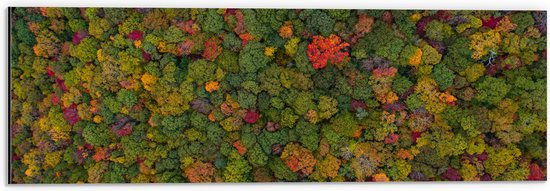 WallClassics - Dibond - Rood Groen en Gele Bomen in het Bos vanuit de Lucht - 60x20 cm Foto op Aluminium (Wanddecoratie van metaal)