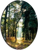 WallClassics - Dibond Ovaal - Lichtplek tussen Bomen - 21x28 cm Foto op Ovaal (Met Ophangsysteem)