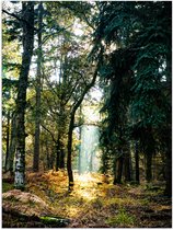 WallClassics - Poster (Mat) - Lichtplek tussen Bomen - 30x40 cm Foto op Posterpapier met een Matte look