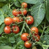 Tomaten zaden - Microtomaat Pigmy