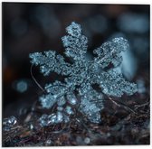 WallClassics - Dibond - Close up van Sneeuwvlok op Aarde - 50x50 cm Foto op Aluminium (Met Ophangsysteem)