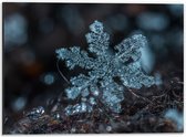 WallClassics - Dibond - Close up van Sneeuwvlok op Aarde - 40x30 cm Foto op Aluminium (Met Ophangsysteem)